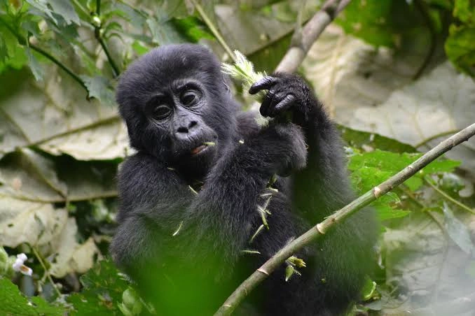 Gorilla Trekking in Mgahinga from Kigali