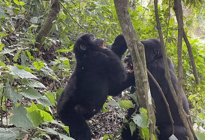 1 Day Gorilla Trekking from Kigali