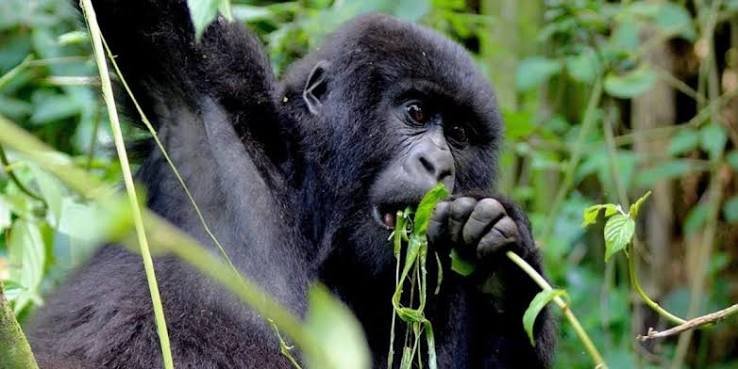 Gorilla Safari Deals from Kigali