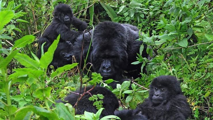 The Ultimate 2 Weeks Rwanda Itinerary