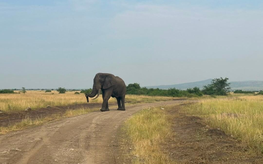 Rwanda in 10 Days: From Kigali to the National Parks