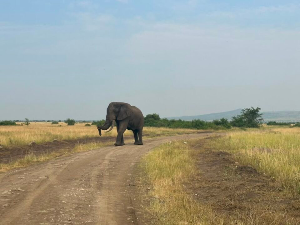 Rwanda in 10 Days: From Kigali to the National Parks