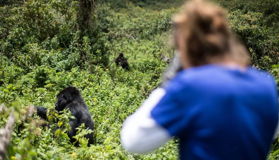 r Gorilla Trekking vs Chimpanzee Trekking in Rwanda