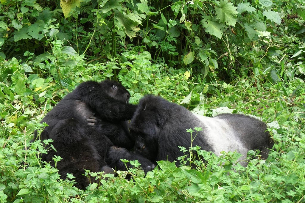 Private Gorilla Trek from Kigali