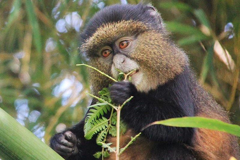 Best Places to See Monkeys and Primates in Rwanda