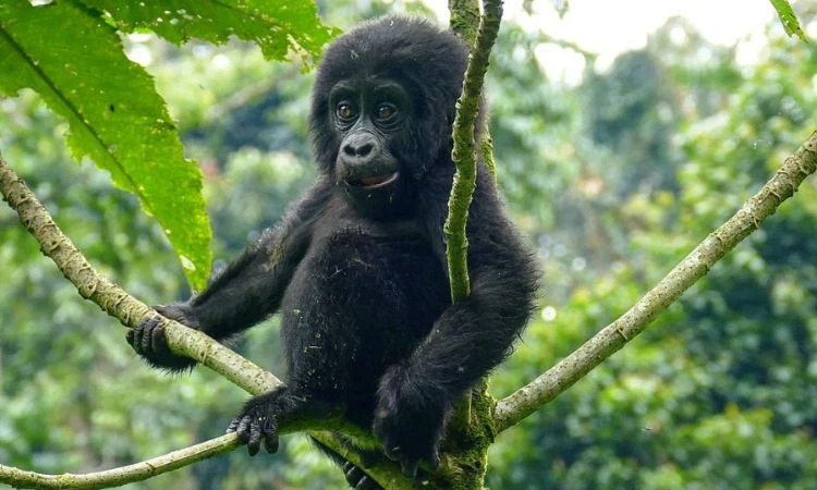 2 Days Gorilla Trekking in Uganda from Kigali