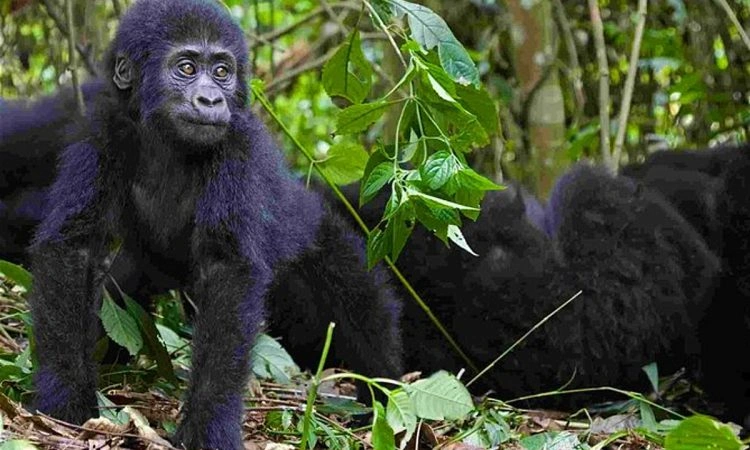Magic Tour; Book a 2 Day Gorilla Trekking Tour from Kigali to Uganda