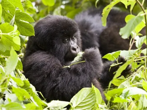 Best 2-Day Gorilla Trekking Package from Kigali