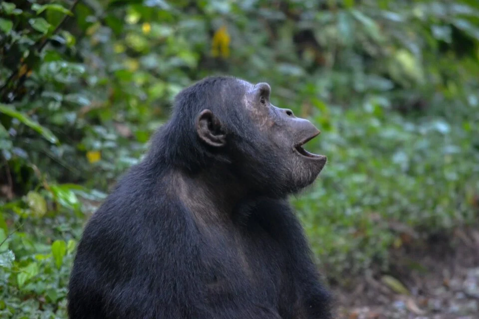 19 Days Best of Uganda Kenya and Tanzania Adventure