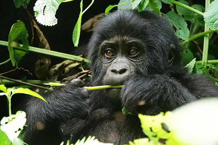 Big Five and Gorilla Tour in Uganda
