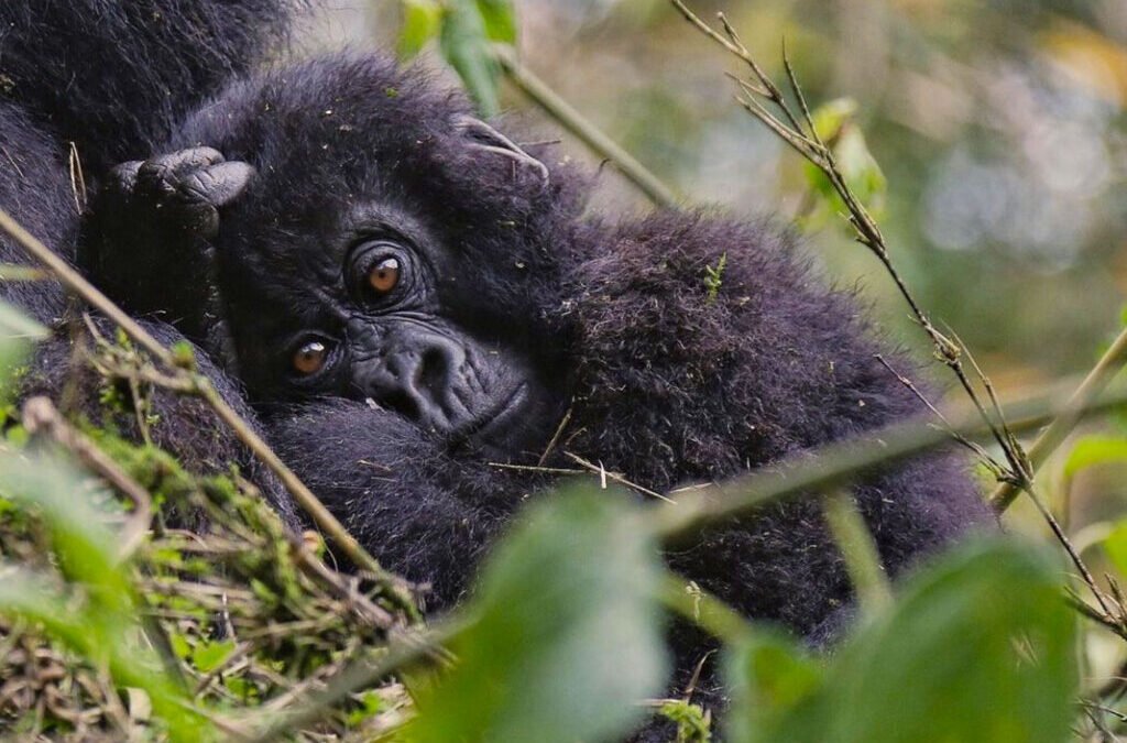 Crossing from Kigali to Mgahinga for Gorilla Trek