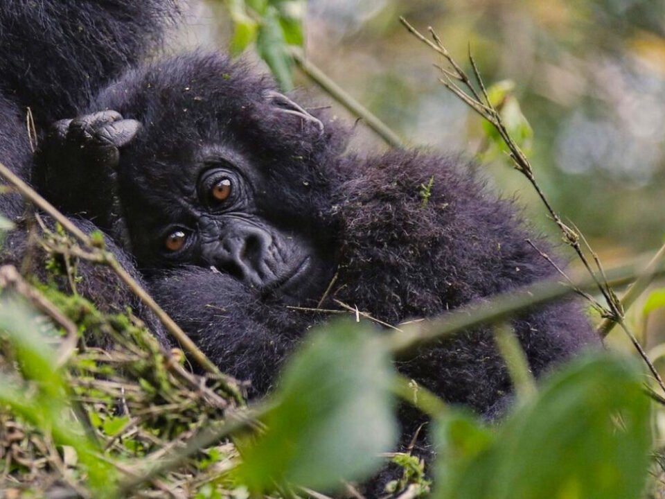 Crossing from Kigali to Mgahinga for Gorilla Trek