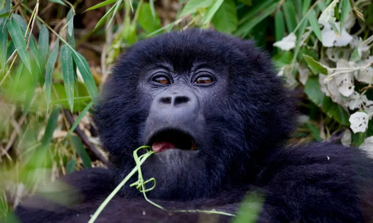 Best Gorilla Trekking Package from Kigali for 1 Day