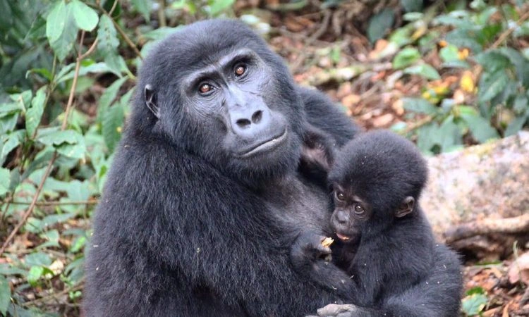 2 Day Gorilla Trekking from Kigali to Mgahinga