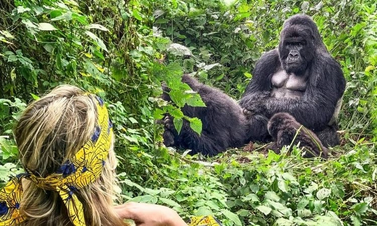 Primate Tracking Safaris in Uganda