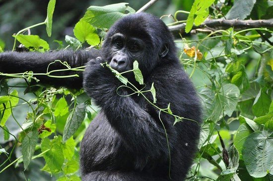 Rwanda Gorilla Trekking Rules and Regulations