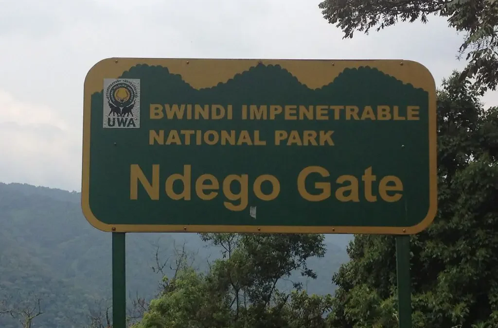 Kigali Transfers to Bwindi National Park
