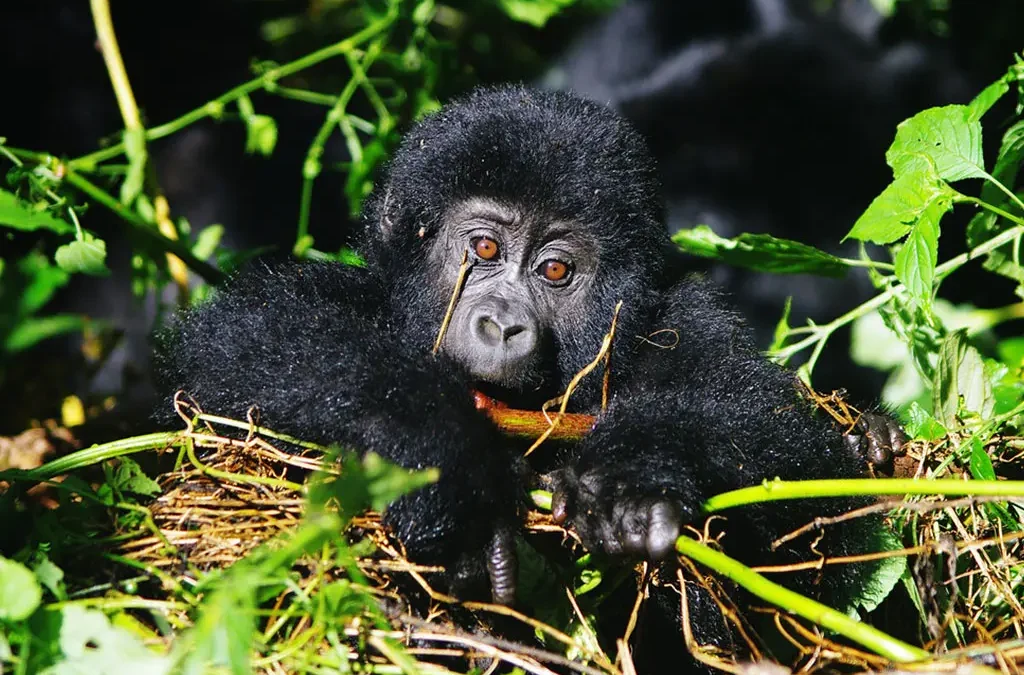 Combining Uganda Gorillas with Rwanda Safari