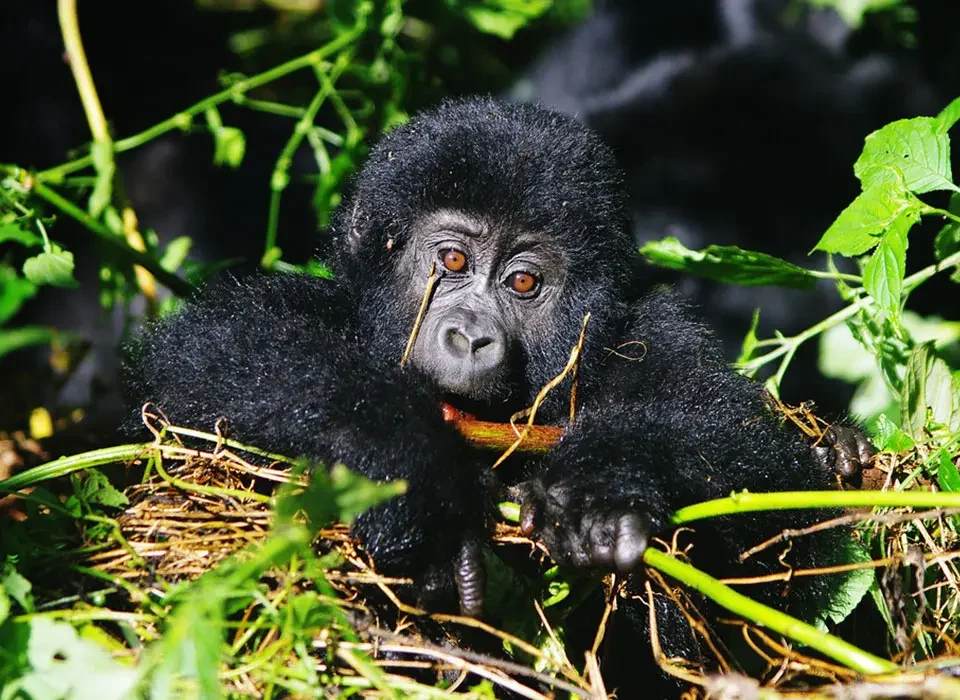Combining Uganda Gorillas with Rwanda Safari