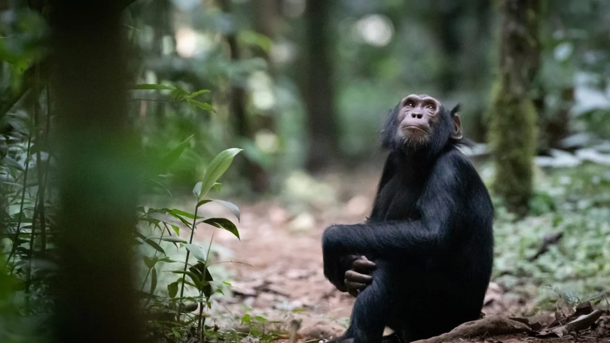 Short Chimp Tracking Safaris in Uganda