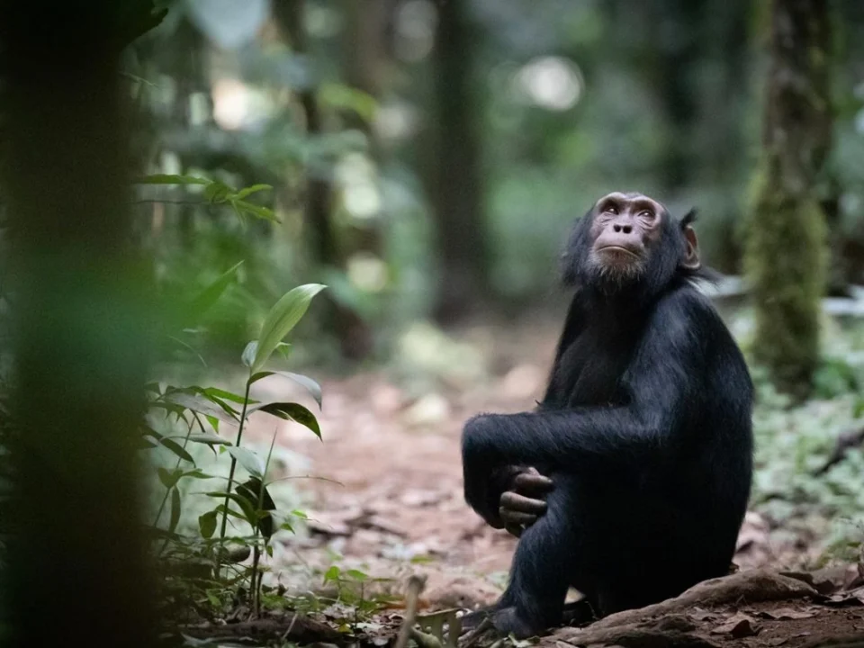 Short Chimp Tracking Safaris in Uganda