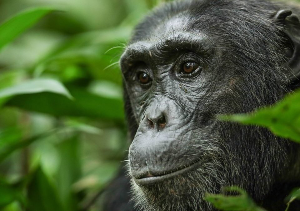 Best Places for Chimpanzee Tracking in Uganda