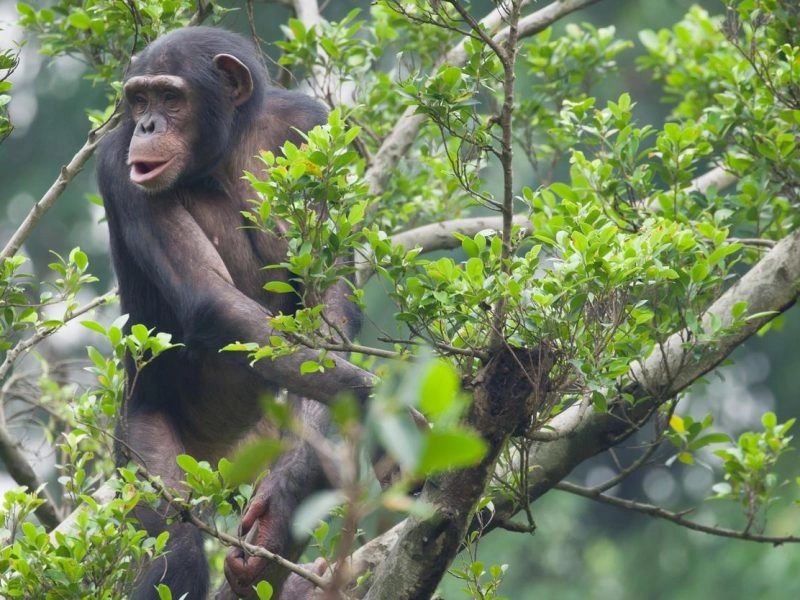 5 Days Gorilla Trek and Chimps Tour in Uganda