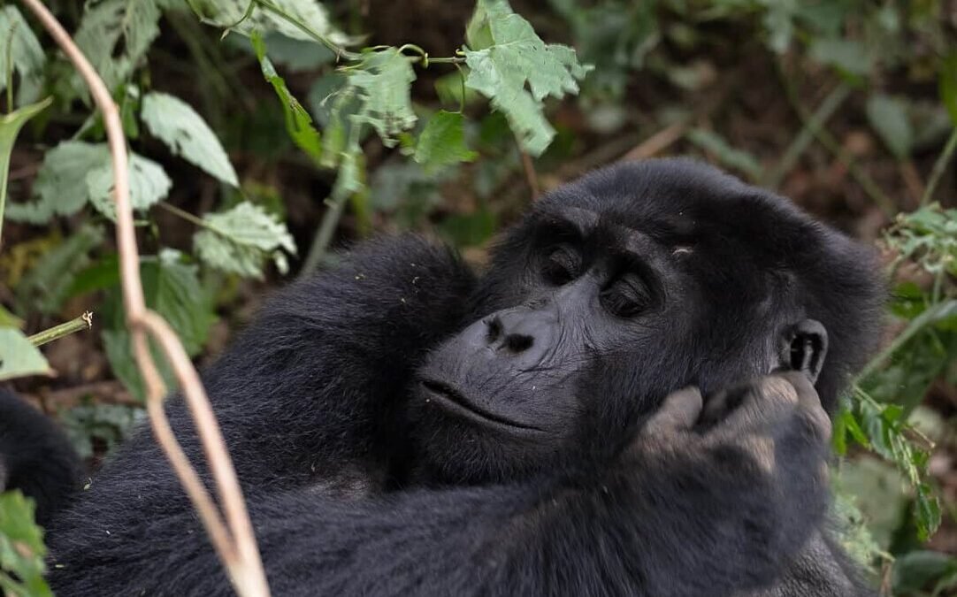 Can i sleep in Kisoro and do Gorilla Trekking in Bwindi
