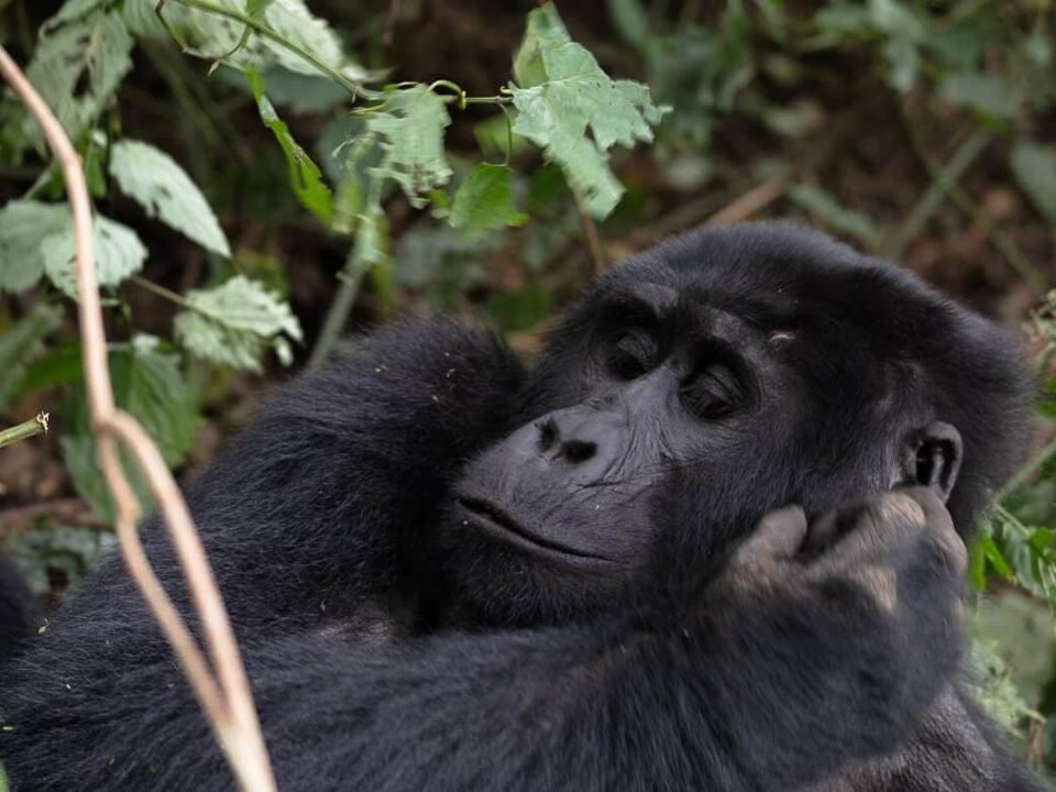 Can i sleep in Kisoro and do Gorilla Trekking in Bwindi