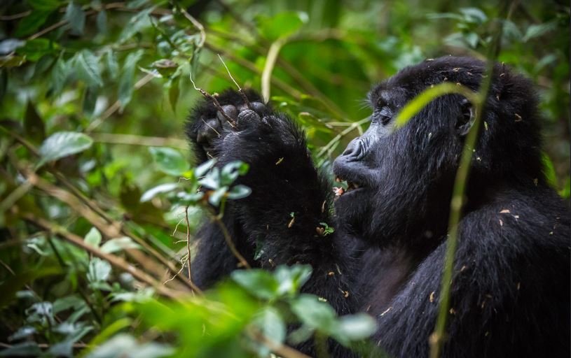 1 Day Gorilla Trekking from Kigali to Bwindi