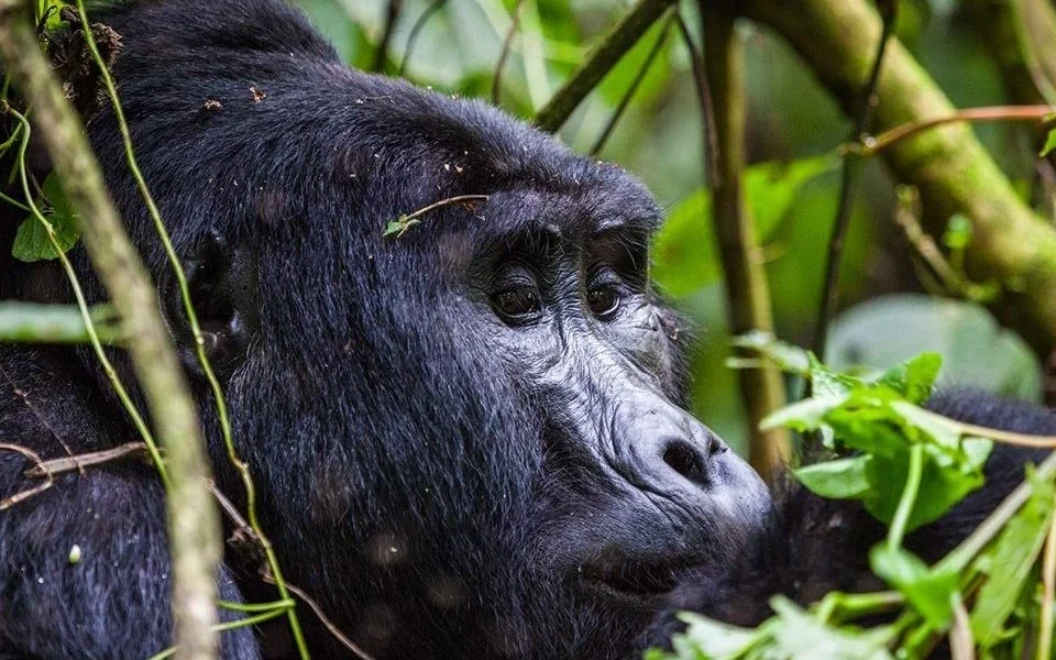 Best Rwanda Gorilla Safaris