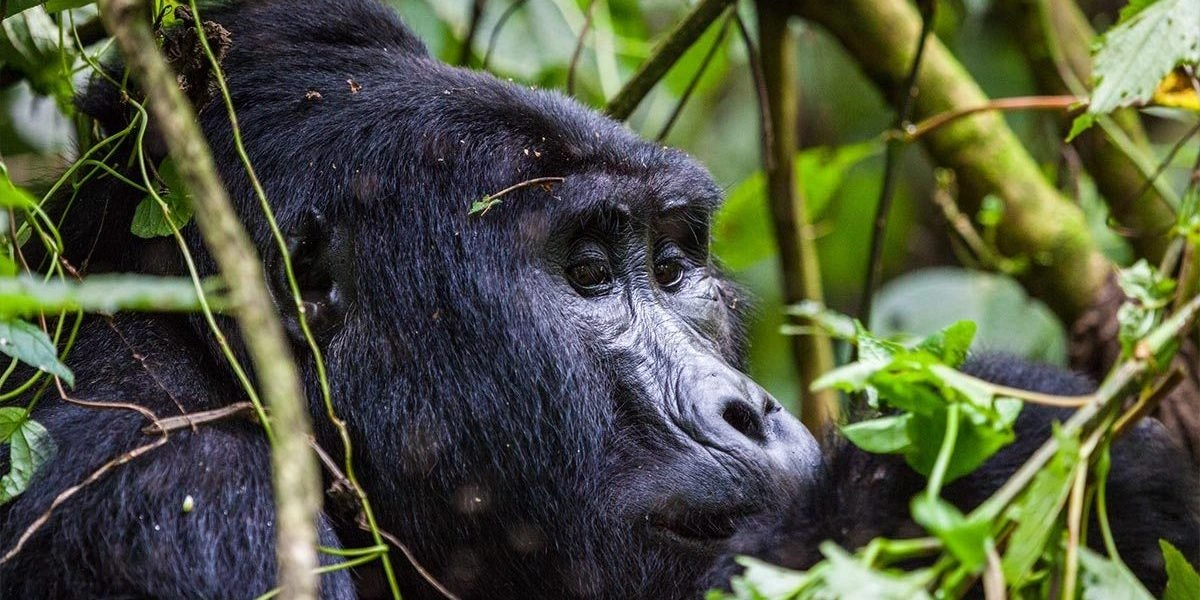 Best Rwanda Gorilla Safaris