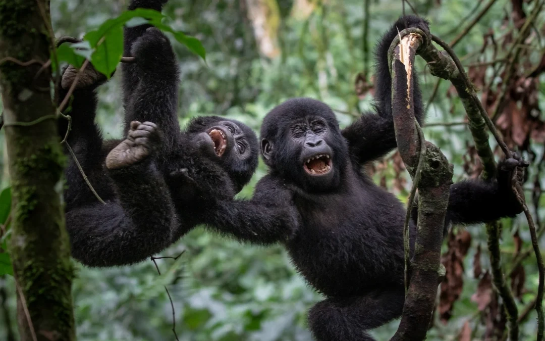 Chimps and Gorilla Trekking and Big Five Tour in Uganda