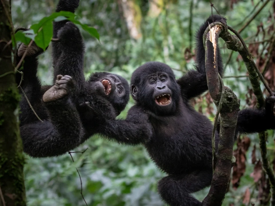 Chimps and Gorilla Trekking and Big Five Tour in Uganda