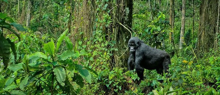 Uganda Gorilla Tours and Wildlife Safaris
