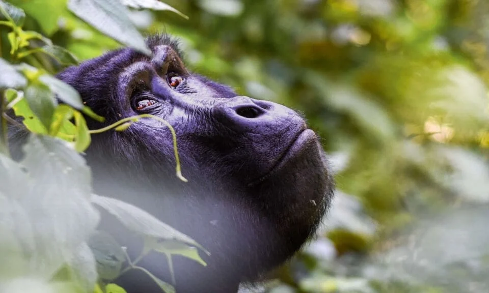 Combining gorilla trekking in Uganda with safari in Rwanda