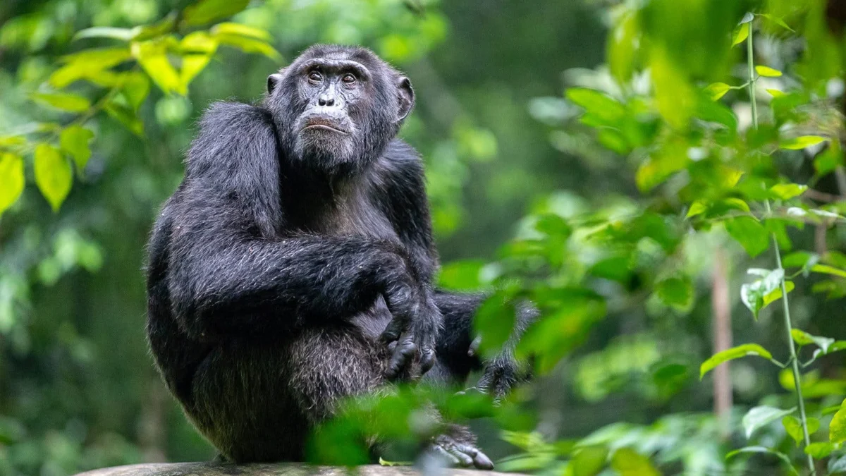 7 Days Best Uganda Safari Chimps Gorillas Big Five