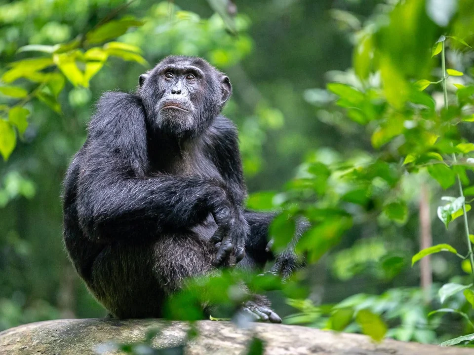 7 Days Best Uganda Safari Chimps Gorillas Big Five