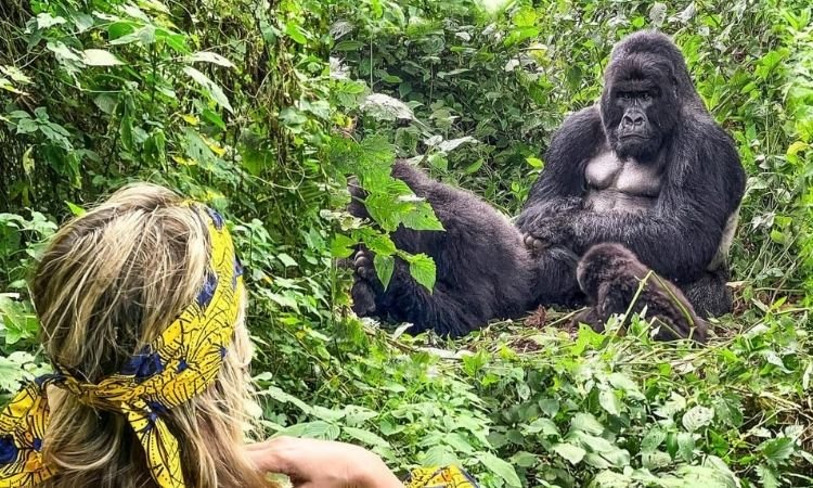 1 Day Bwindi Gorilla Trekking Tour from Kigali