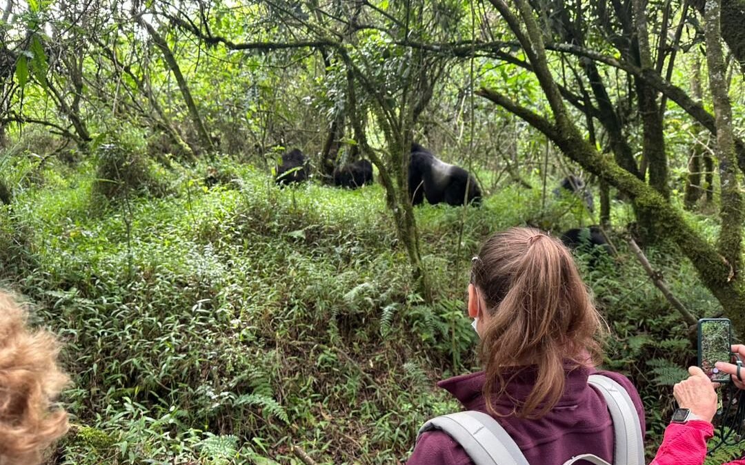 Short Gorilla Tour in Rushaga Starting from Kigali