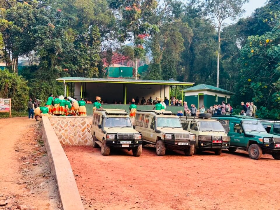 How much is a budget Gorilla Safari in Uganda