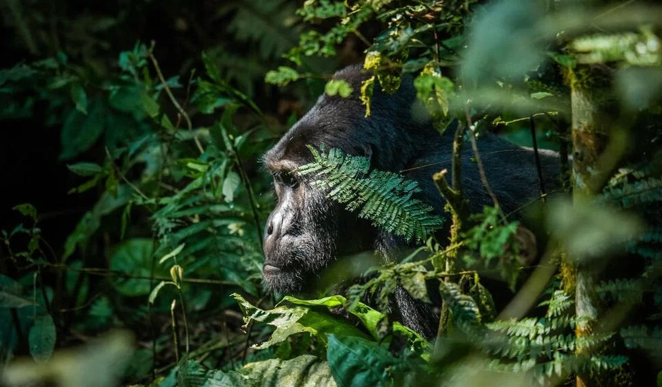 Best Safari Companies offering Gorilla Tours in Uganda