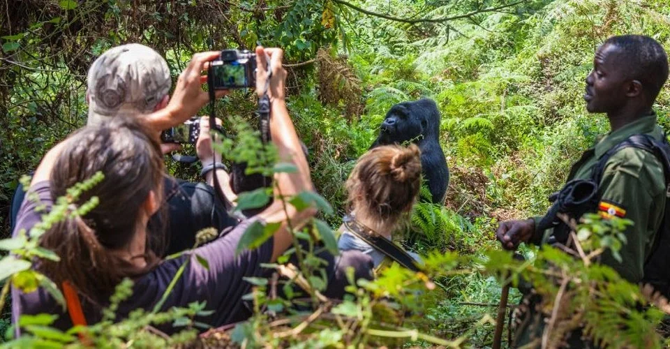 1 Day Gorilla Tour from Kigali