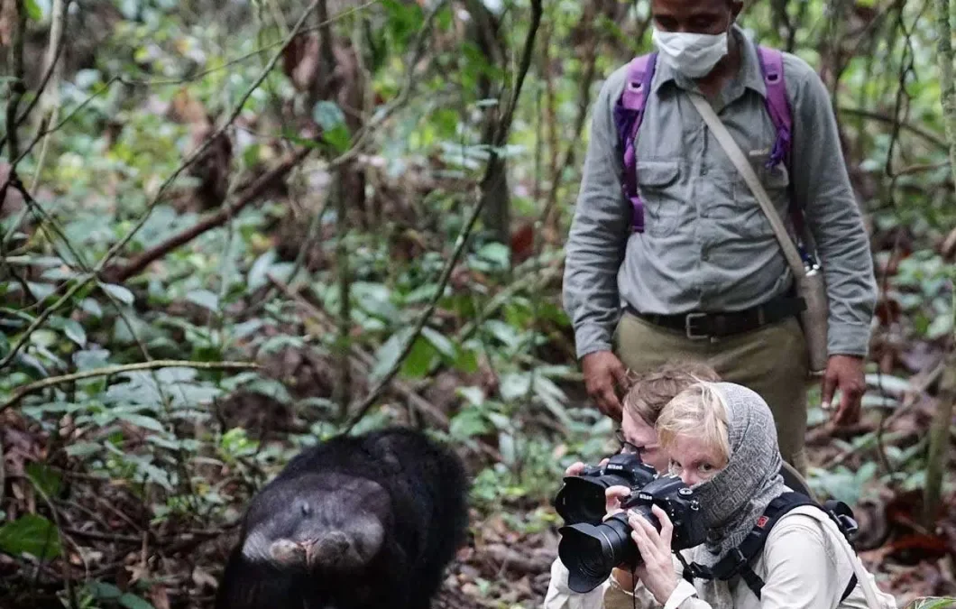 Chimps and Gorilla Trips in Uganda