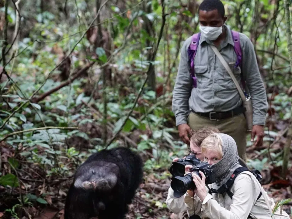Chimps and Gorilla Trips in Uganda