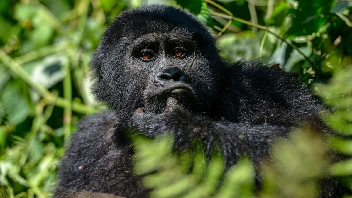 1 Day Uganda Gorilla Trekking Tour from Kigali
