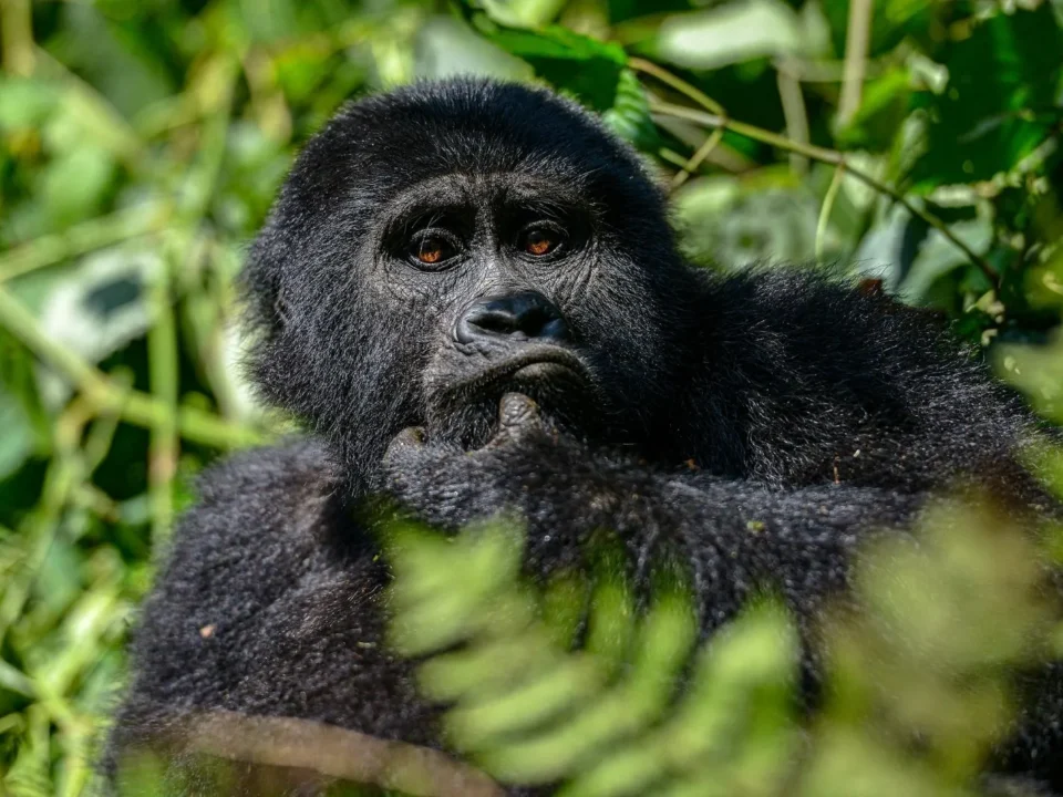 1 Day Uganda Gorilla Trekking Tour from Kigali