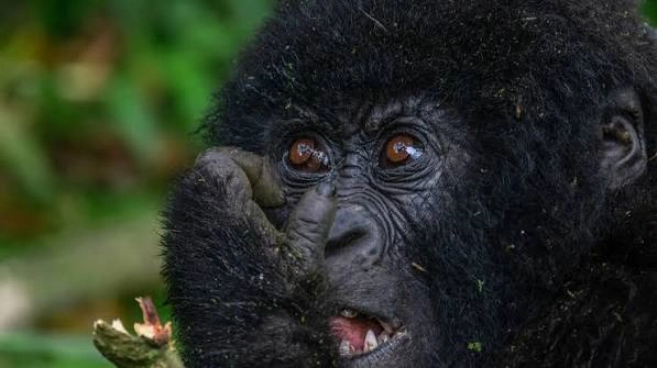 How many Gorillas are in Mgahinga Gorilla National Park
