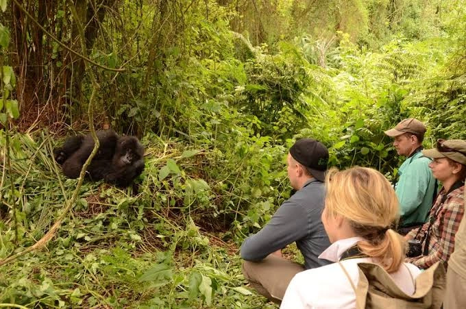 Cheap 2 Day Gorilla Trekking Tour from Kigali to Bwindi