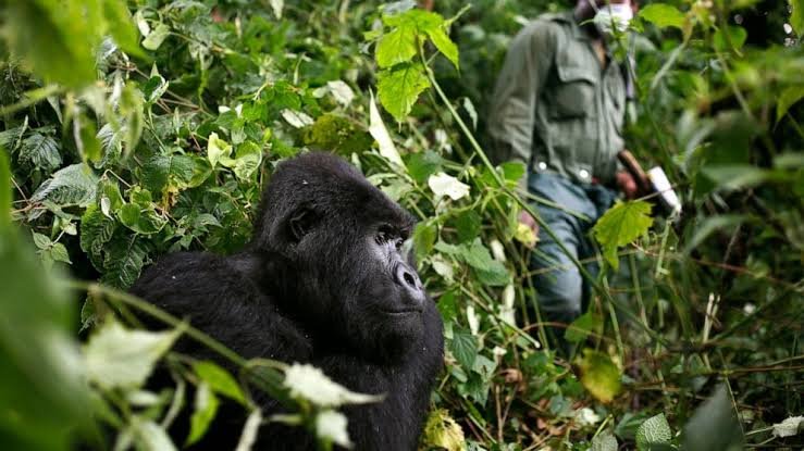 Best 1 Day Gorilla Trekking Tours from Kigali to Bwindi